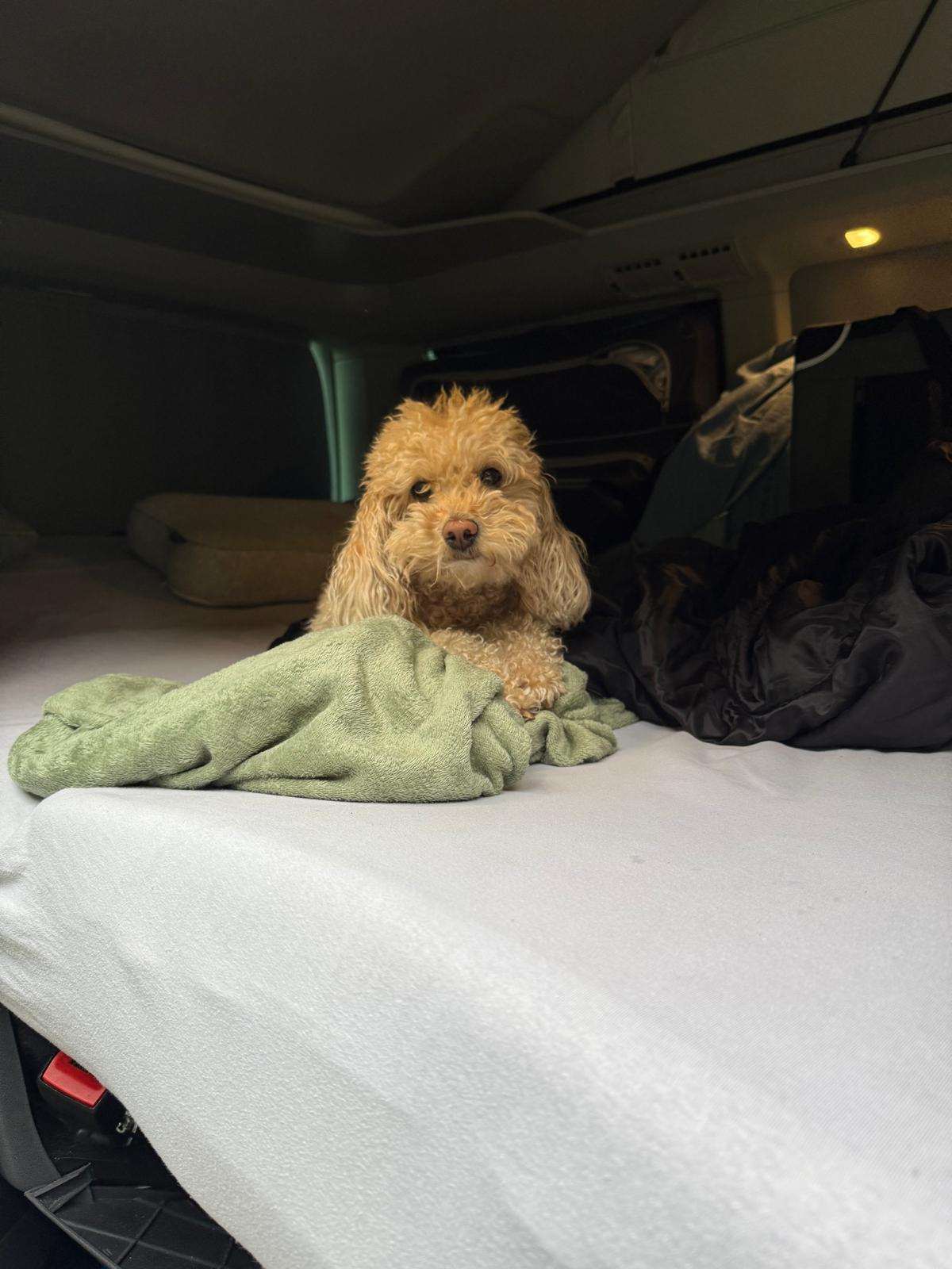 Kleiner Hund liegt eingekuschelt auf dem Bett im VW T6.1 California Beach von My Vantime — Camper mit Hund mieten